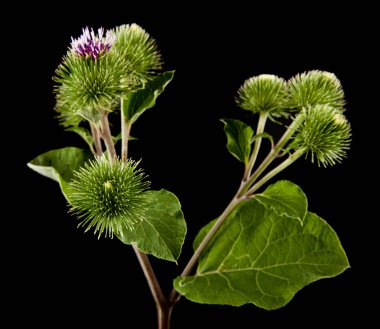 yeşil Dulavratotu siyah bir arka plan üzerinde izole. Ambalaj tasarımı bir unsuru olarak.