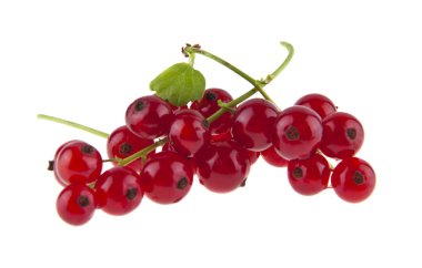 Beyaz arka plan üzerinde izole kırmızı sulu kuş üzümü. Ambalaj tasarımı bir unsuru olarak