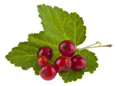 Beyaz arka plan üzerinde izole kırmızı sulu kuş üzümü. Ambalaj tasarımı bir unsuru olarak