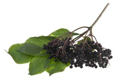 Beyaz arka plan üzerinde izole elderberries
