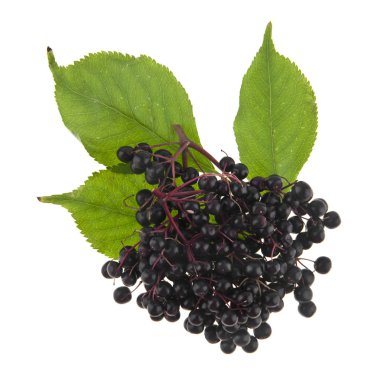 Beyaz arka plan üzerinde izole elderberries