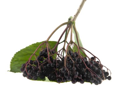 Beyaz arka plan üzerinde izole elderberries