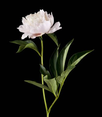 Siyah bir arka plan üzerinde izole şakayık çiçekleri. Ambalaj tasarımı bir unsuru olarak.