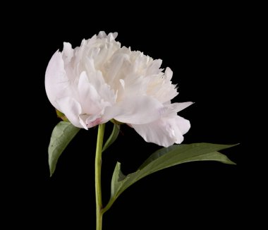 Siyah bir arka plan üzerinde izole şakayık çiçekleri. Ambalaj tasarımı bir unsuru olarak.