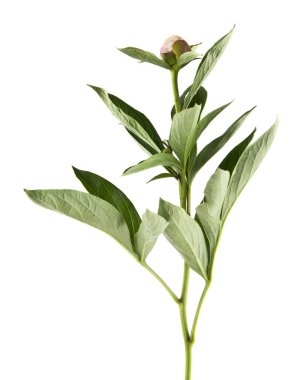 Şakayık çiçekleri beyaz arka plan üzerinde izole. Ambalaj tasarımı bir unsuru olarak