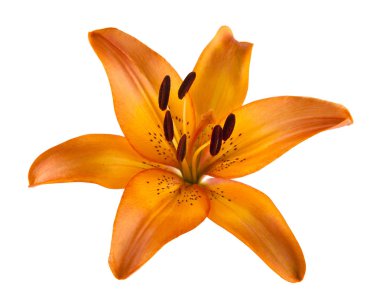 Beyaz arka plan üzerinde izole lily çiçekler. Ambalaj tasarımı bir unsuru olarak