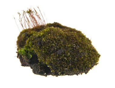 Beyaz arkaplanda yeşil yosun izole edildi