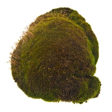 Beyaz arkaplanda yeşil yosun izole edildi