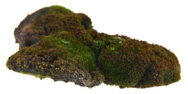 Beyaz arkaplanda yeşil yosun izole edildi