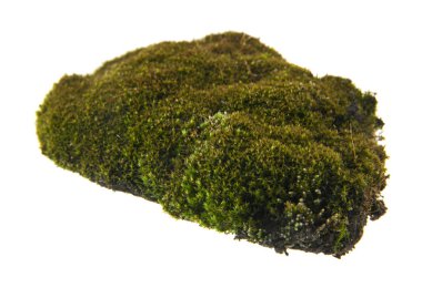 Beyaz arkaplanda yeşil yosun izole edildi