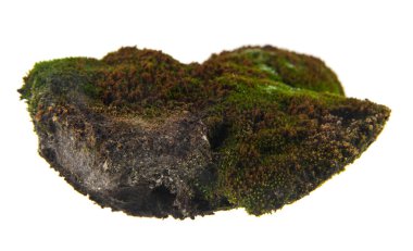 Beyaz arkaplanda yeşil yosun izole edildi