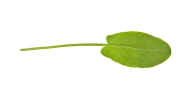 Beyaz arka plan üzerinde izole kuzukulağı yeşil yaprakları. Ambalaj tasarımı bir unsuru olarak.