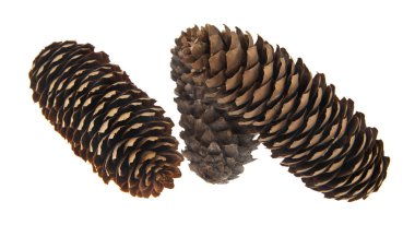 Beyaz arkaplanda izole edilmiş koniler