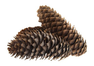 Beyaz arkaplanda izole edilmiş koniler