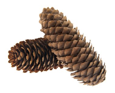 Beyaz arkaplanda izole edilmiş koniler