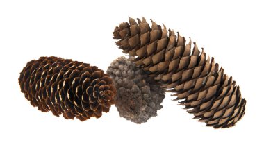 Beyaz arkaplanda izole edilmiş koniler