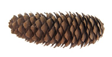 Beyaz arkaplanda izole edilmiş koniler