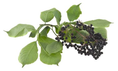 Beyaz arka plan üzerinde izole mürver meyveler. Ambalaj tasarımı bir unsuru olarak