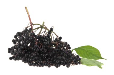 Beyaz arka plan üzerinde izole elderberries