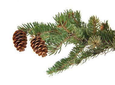 yeşil beyaz arka plan üzerinde izole koniler ile Noel ağacı dalı