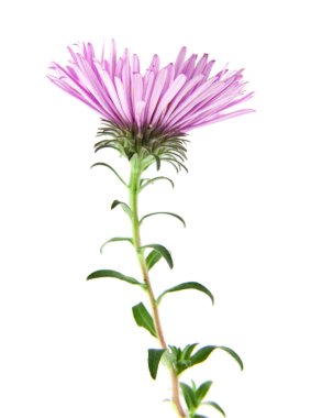 alp aster beyaz arka plan üzerinde izole. Ambalaj tasarımı bir unsuru olarak.