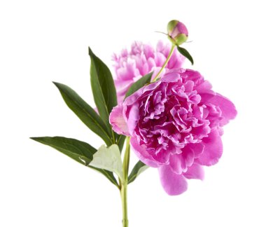 Beyaz arka plan üzerinde izole Şakayık çiçekleri