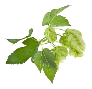 Beyaz arka plan üzerinde izole yeşil hop. Ambalaj tasarımı bir unsuru olarak.