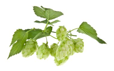 Beyaz arka plan üzerinde izole yeşil hop. Ambalaj tasarımı bir unsuru olarak.
