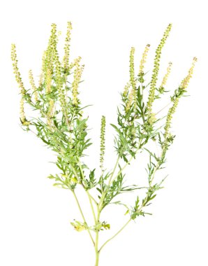 Beyaz arka plan üzerinde izole ragweed