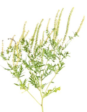 Beyaz arka plan üzerinde izole ragweed