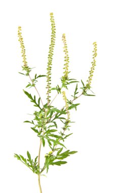 Beyaz arka plan üzerinde izole ragweed