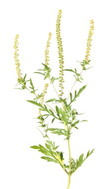 Beyaz arka plan üzerinde izole ragweed