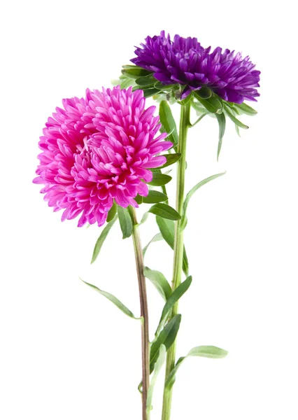 Aster Blommor Isolerad Vit Bakgrund Som Del Förpackningsdesign — Stockfoto