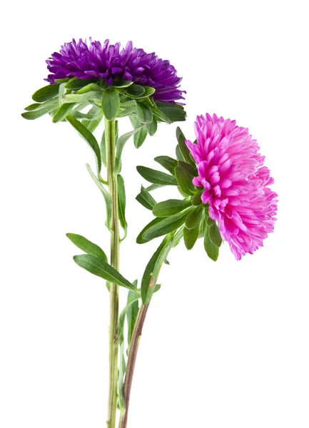 Aster Blommor Isolerad Vit Bakgrund Som Del Förpackningsdesign — Stockfoto