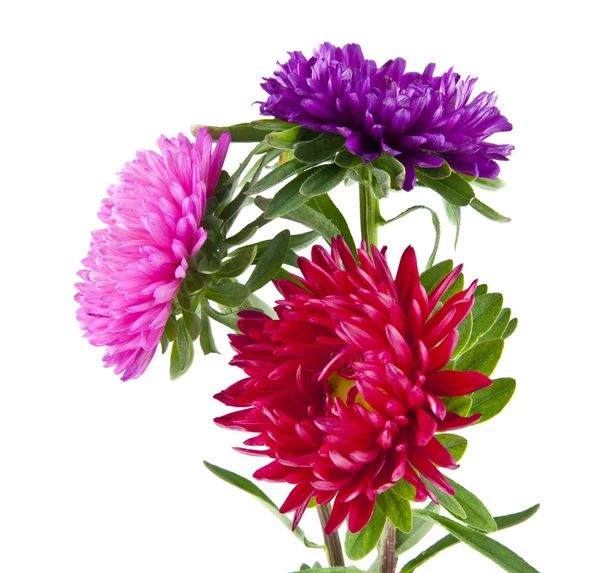 Fiori Aster Isolati Sfondo Bianco Come Elemento Design Del Packaging — Foto Stock