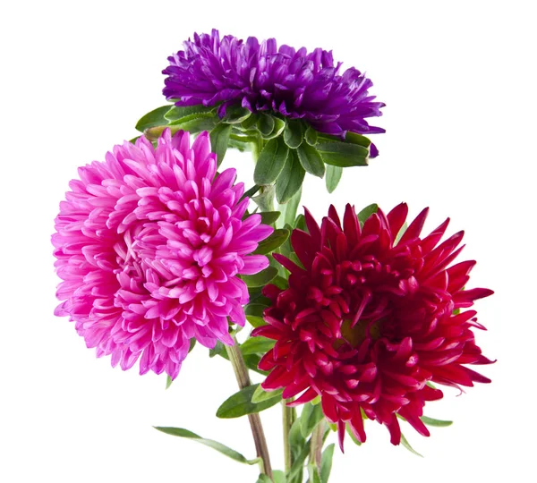 Aster Blommor Isolerad Vit Bakgrund Som Del Förpackningsdesign — Stockfoto