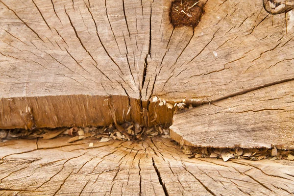 Cięcia Drzewa Jako Element Konstrukcji Opakowania — Zdjęcie stockowe