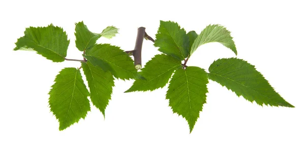 Folhas Verdes Uma Amora Preta Isolada Fundo Branco — Fotografia de Stock