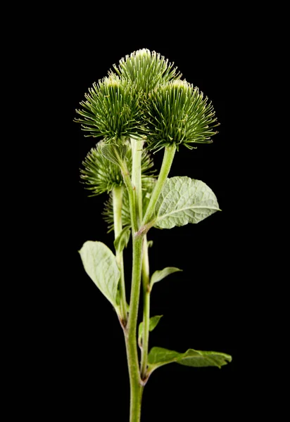 Green Burdock Isolated Black Background Element Packaging Design — Stock Photo, Image