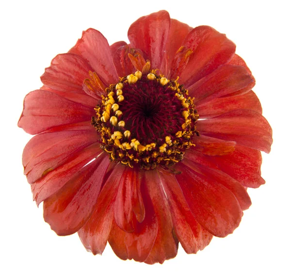 Aster Blommor Isolerad Vit Bakgrund Som Del Förpackningsdesign — Stockfoto