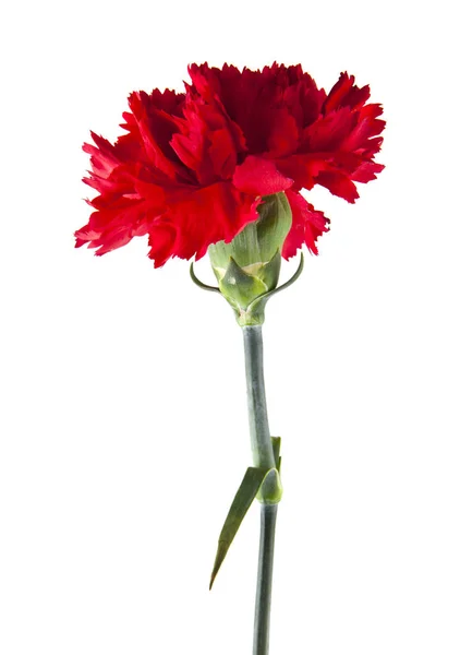 Carnation Blomma Isolerad Vit Bakgrund Som Del Förpackningsdesign — Stockfoto