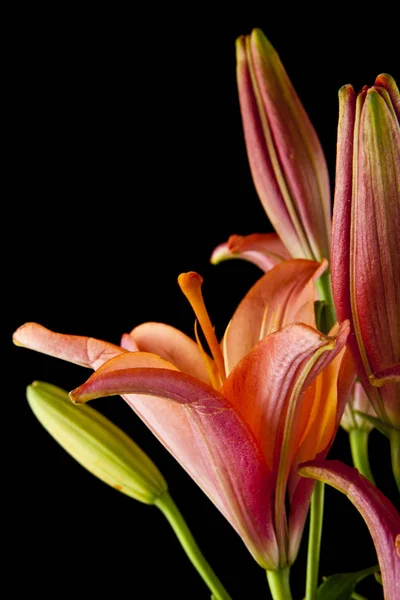 Lily Blommor Isolerad Svart Bakgrund Som Del Förpackningsdesign — Stockfoto