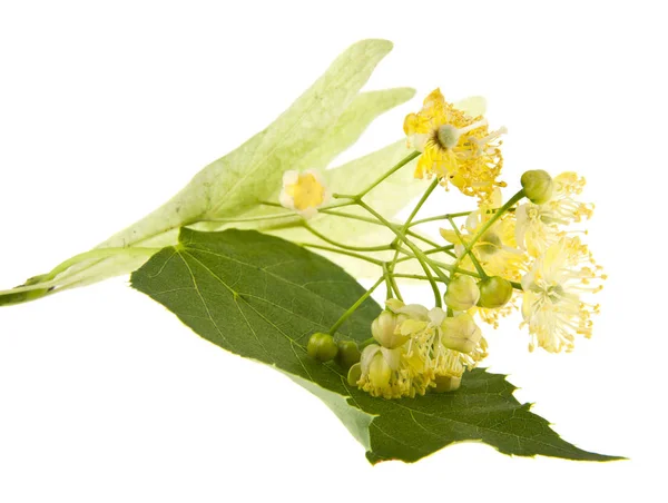 Flores Tilo Aisladas Sobre Fondo Blanco Ideal Para Embalaje — Foto de Stock