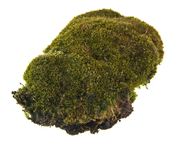 Green Moss Isolated White Background — Stock Photo, Image