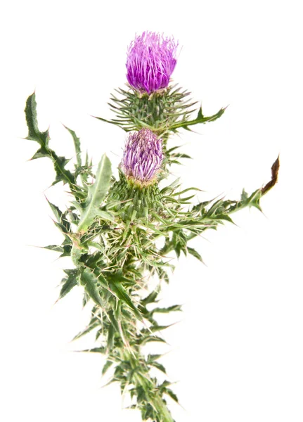 Milk thistle isolated on white background. Ideal for packing.