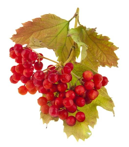 Planten Van Viburnum Rode Bessen Geïsoleerd Een Witte Achtergrond Ideaal — Stockfoto