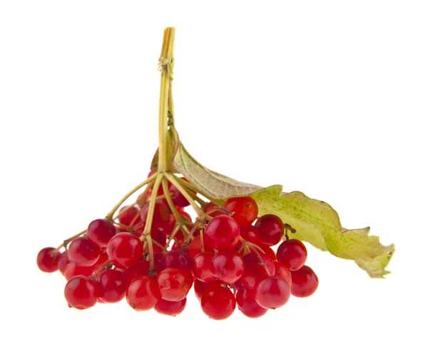 Red Viburnum Berries Isolated White Background — Stock Photo, Image