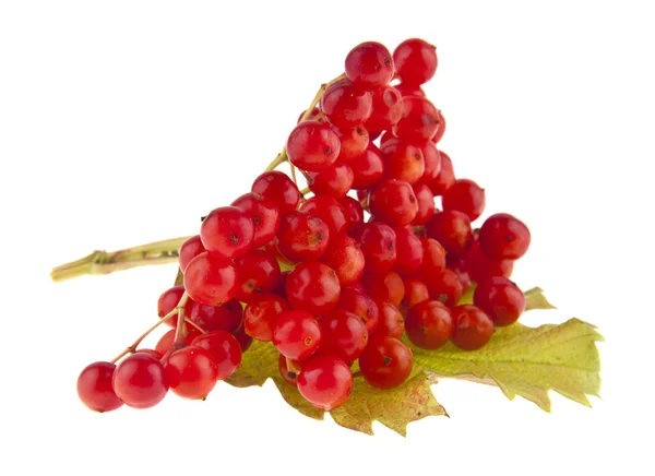 Planten Van Viburnum Rode Bessen Geïsoleerd Een Witte Achtergrond Ideaal — Stockfoto