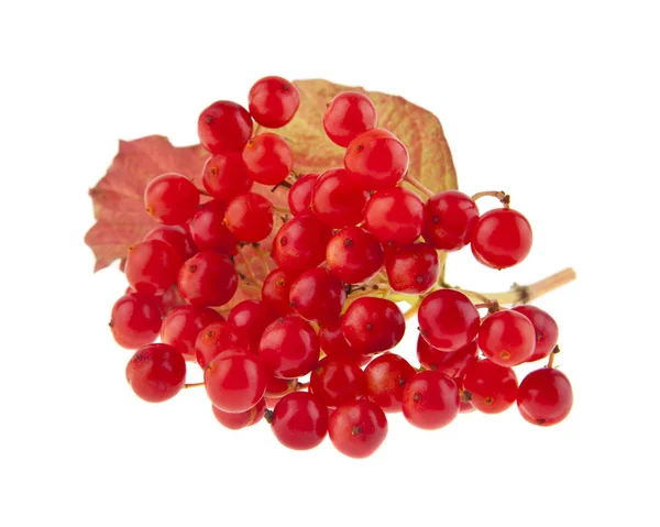 Bacche Viburno Rosso Isolate Sfondo Bianco Ideale Imballaggio — Foto Stock