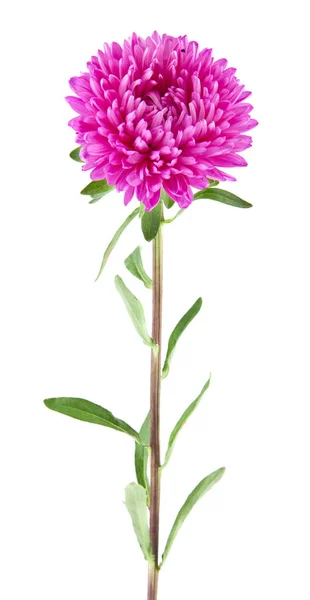 Aster Blommor Isolerad Vit Bakgrund — Stockfoto